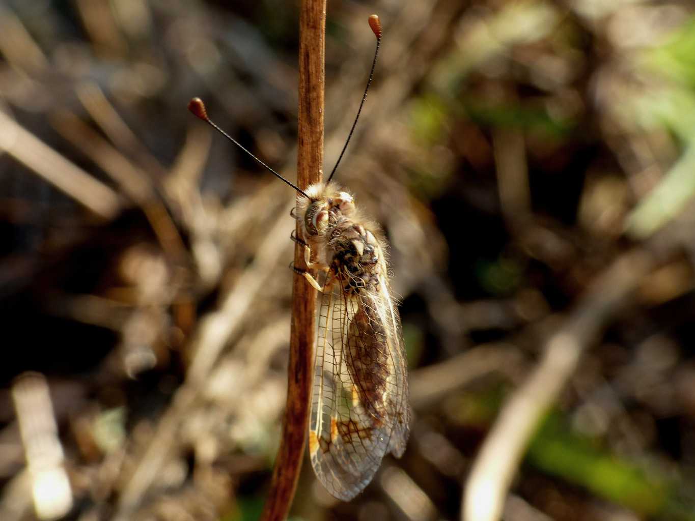 Deleproctophylla australis